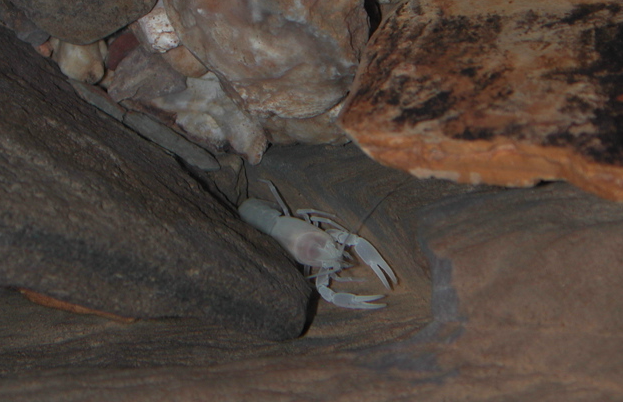 Orconectes australis - раки, живут в Алабаме. Загадки пещерной жизни