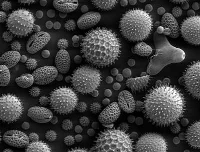 Пыльца электронная микрофотография